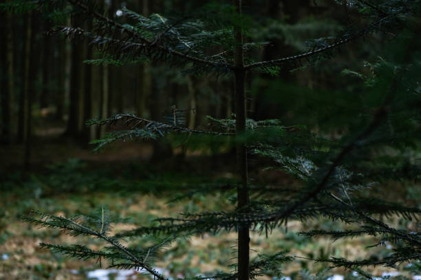 istock Green prickly branches of fur or pine in the forest. 1219230491
