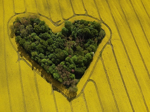 La arboleda del amor en Polonia de drone 4k photo