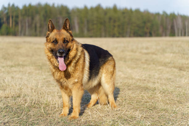 istock German Shepard dog on the grass 1219231138