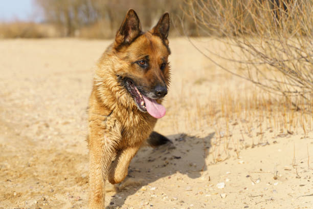 istock German Shepard on the beach outdoor 1219231139