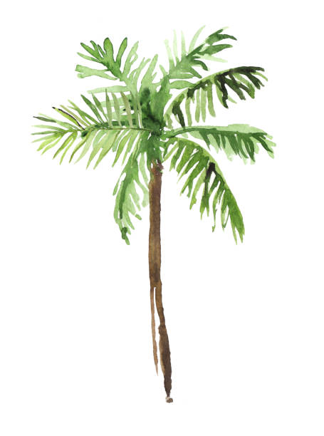 ilustrações, clipart, desenhos animados e ícones de aquarela desenhada à mão floresta tropical palmeiras tropicais ilustração botânica isolada em fundo branco - tropical climate white background palm tree leaf