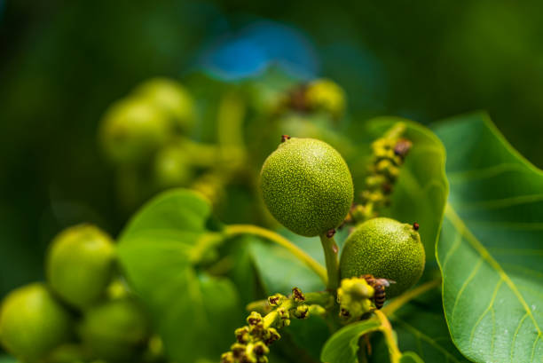 frutos de una nuez en una rama de un árbol. - walnut tree walnut nut branch fotografías e imágenes de stock