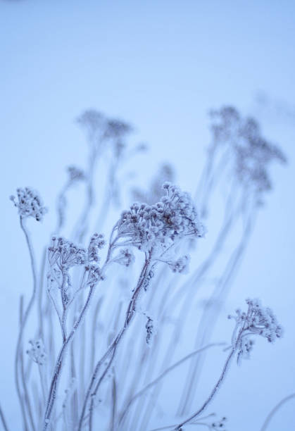 1,100+ Blue Tansy Flower Stock Photos, Pictures & Royalty-Free Images ...