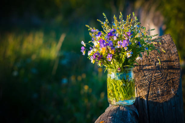 Bouquet of pansy in jar on sunset in garden