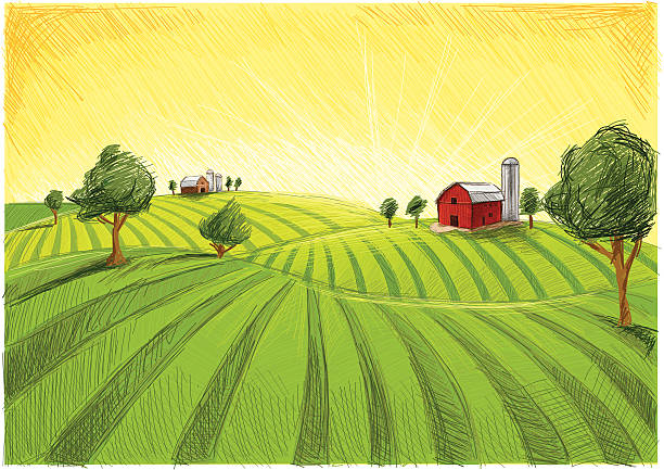 старый barn и поле - ферма stock illustrations