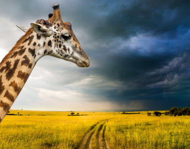istock Portrait of a thoughtful giraffe 1219232583