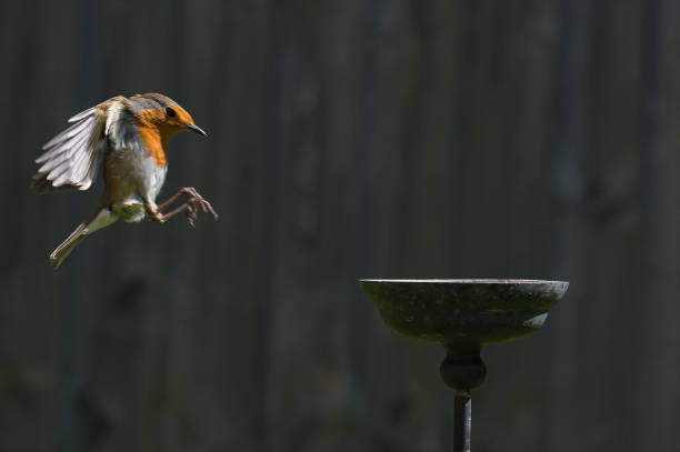 istock Wild robin, erithacus rubecula, perched on suet garden bird feeder 1219232622