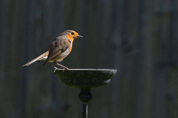 istock Wild robin, erithacus rubecula, perched on suet garden bird feeder 1219232640