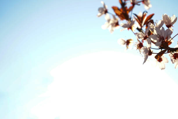 Cherry tree blossom flowers at spring over blue natural sky background, pink flowers, close-up.