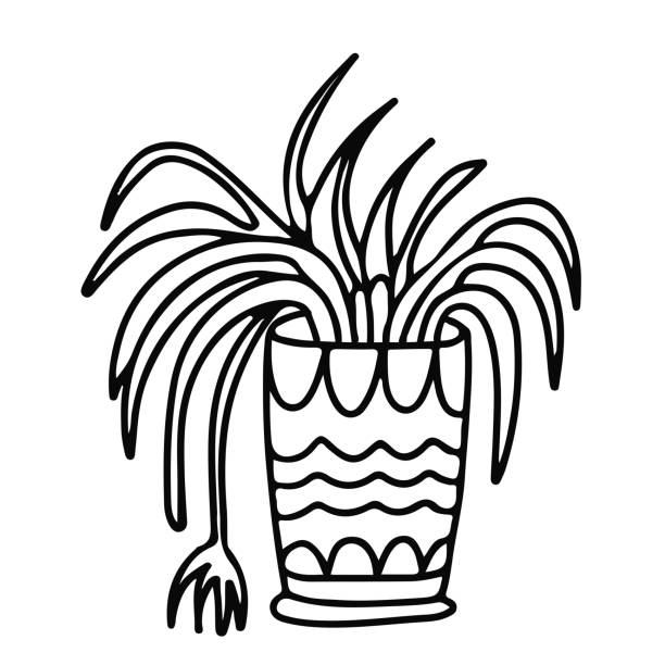 Spider house plant in a pot doodle. Spider plant in a pot decorated with ornaments. Houseplant in doodle style. Hand drawn vector illustration in black ink isolated on white background. spider plant animal stock illustrations
