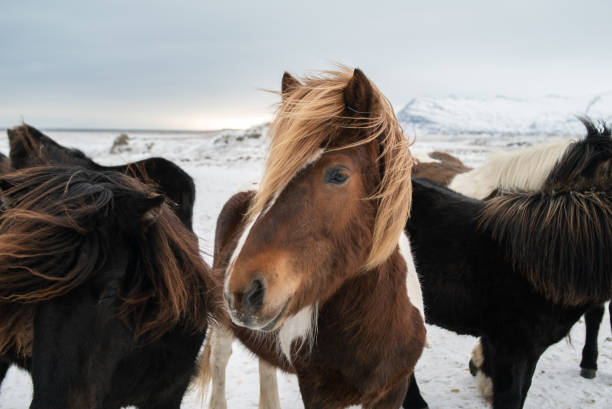 esponjosos caballos islandeses al atardecer en invierno - horse iceland winter snow fotografías e imágenes de stock