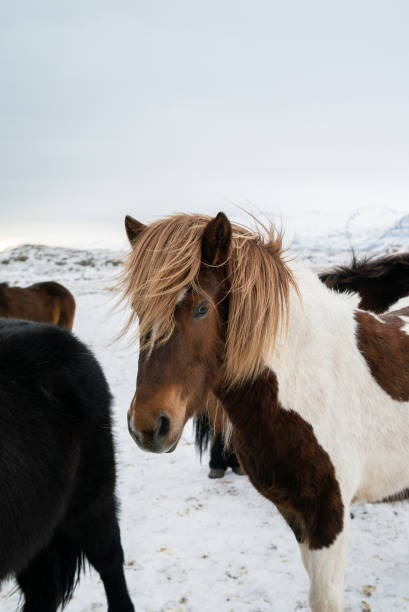 istock fluffy icelandic horses on sunset in winter 1219232970