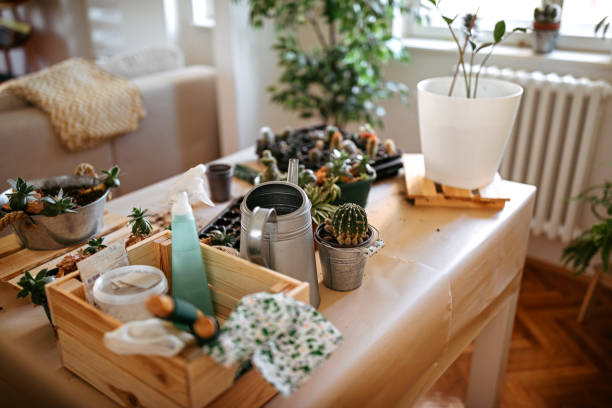 istock Cactus plant on a wooden table 1219233512