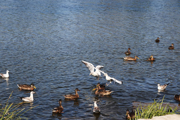 seagulls and ducks on spring lake are fighting for food. survival of the fittest in the wild, conservation of the environment in russia - fittest imagens e fotografias de stock