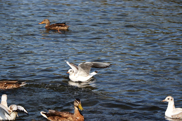 seagulls and ducks on spring lake are fighting for food. survival of the fittest in the wild, conservation of the environment in russia - fittest imagens e fotografias de stock