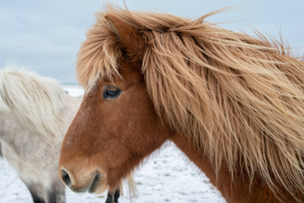istock fluffy icelandic horses on sunset in winter 1219234003
