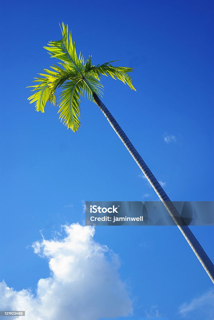 lone majestic palm und sky - Lizenzfrei Baum Stock-Foto