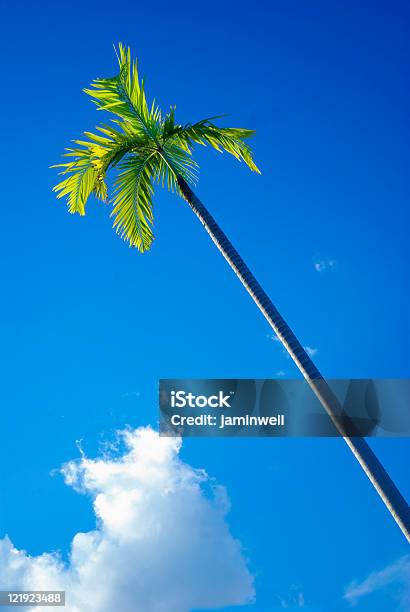 Lone Majestic Palm Und Sky Stockfoto und mehr Bilder von Baum - Baum, Baumkrone, Blau