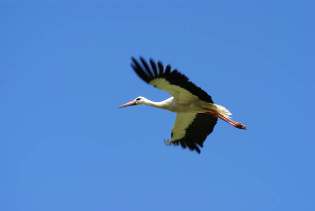 istock A beautiful white aist flies in the clear blue sky. 1219236012