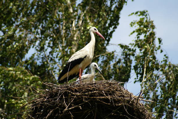 istock Aist stands in his nest on a tall tree on a summer clear and sunny day. 1219236014