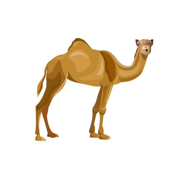 dromedary, ein-humped kamel. packen sie tier. vektorbild - camel animal dromedary camel desert stock-grafiken, -clipart, -cartoons und -symbole