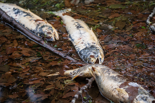 Spawning Salmon in a Vancouver Island River.