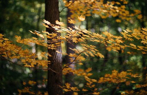 Colorfull trees, leaves and forests at sunset in autumn with all the colours of the forest in the fall. Deciduous forest also called broadleaf forest and hardwood forest. Location is Denmark in Scandinavia.