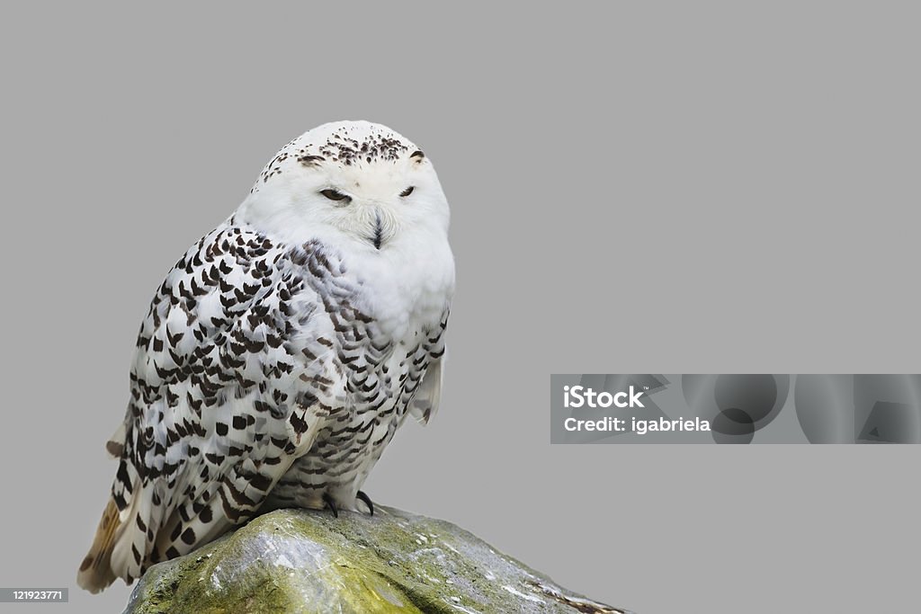 Bubo scandiacus  Cut Out Stock Photo