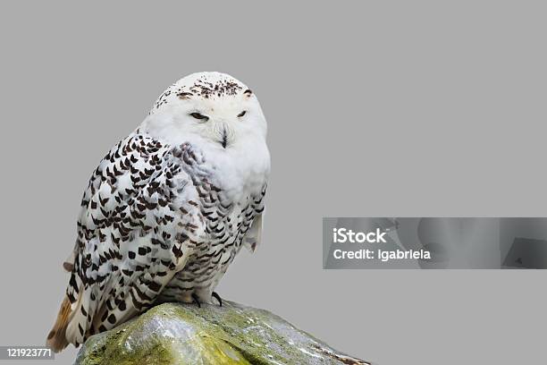 Bubo Scandiacus Stock Photo - Download Image Now - Cut Out, Adult, Animal