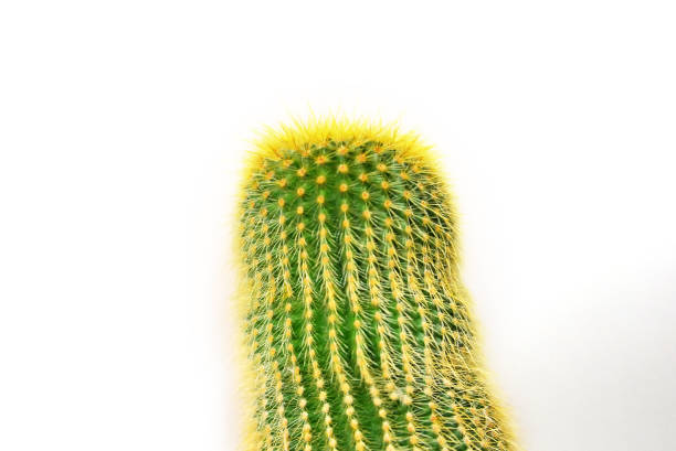 istock Close up thorny green cactus in garden 1219238682