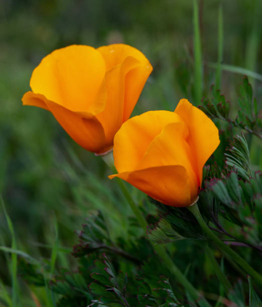 istock California Golden Poppy 1219239385