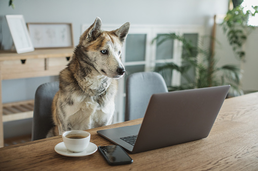 Dog sitting on chair and looking in to laptop