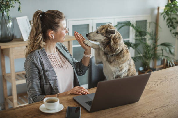 women working during isolation period - white dog audio imagens e fotografias de stock