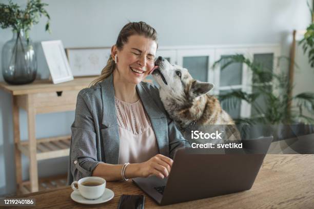 Donne Che Lavorano Durante Il Periodo Di Isolamento - Fotografie stock e altre immagini di Cane