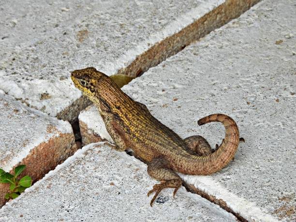 curly-tailed lizard (Leiocephalus carinatus) resting on the sidewalk Curly-tailed lizard resting northern curly tailed lizard leiocephalus carinatus stock pictures, royalty-free photos & images