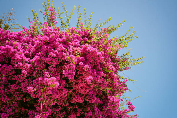 plant of bouganville featuring beautiful purple flowers, Italy. Bougainvillea glabra stock photo