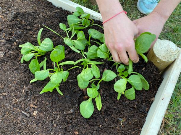plantation de feuilles d’épinards pour bébés - plant spinach photos et images de collection