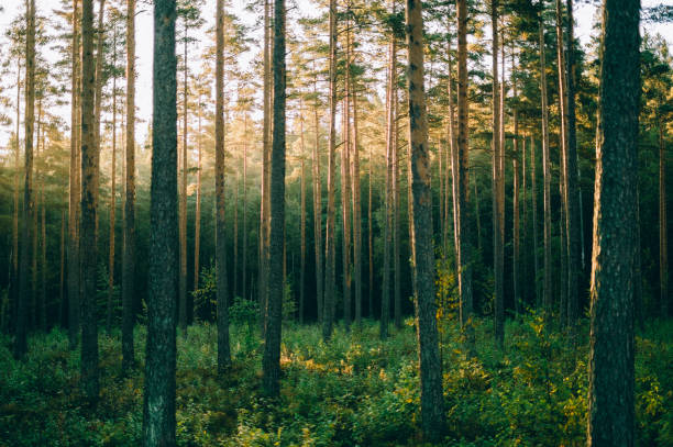 pinienwald im sonnenaufgang, sognsvann, oslo - forest stock-fotos und bilder