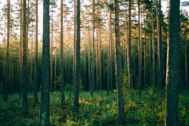 Pinewood forest in sunrise, Sognsvann, Oslo Morning sunrise through the pinewood treetops in Norwegian forest norway stock pictures, royalty-free photos & images