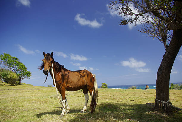istock horse in scenic outdoors 121924341