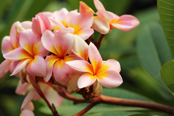 istock Plumeria flowers 1219243872