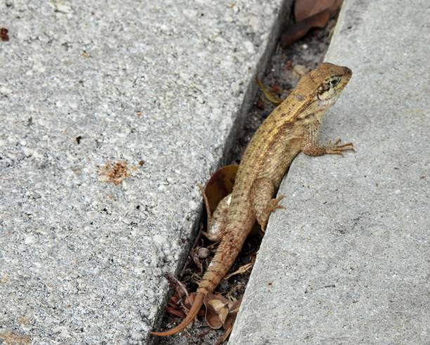 Curly-tailed lizard (Leiocephalus carinatus) resting in between the sidewalk seam Curly-tailed lizard resting northern curly tailed lizard leiocephalus carinatus stock pictures, royalty-free photos & images