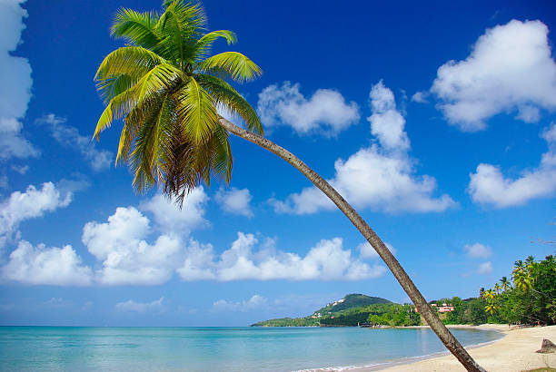 istock typical island paradise scene with coconut tree and beach 121924401