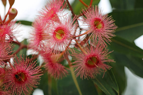 istock Flowering gum - corymbia ficifolia 1219244046