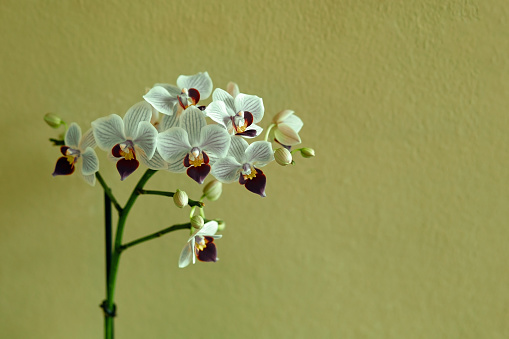 phalaenopsis orchid inside a room in front of a sage green wall