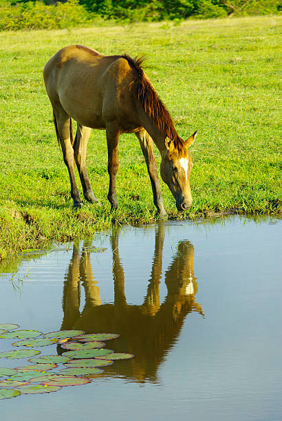 horse on pasture  two heads are better than one stock pictures, royalty-free photos & images