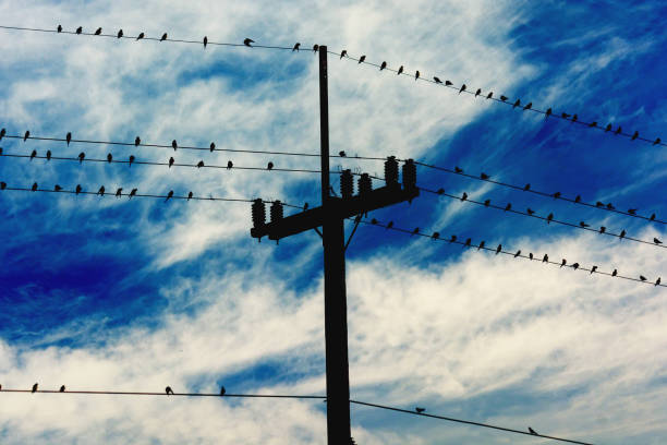 istock Birds perch on power poles behind blue sky 1219244851