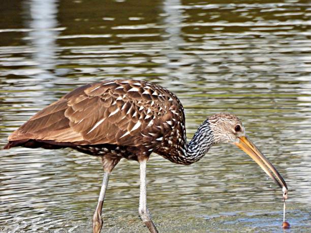 istock Limpkin (Aramus guarauna) foraging in a Florida lake 1219245623