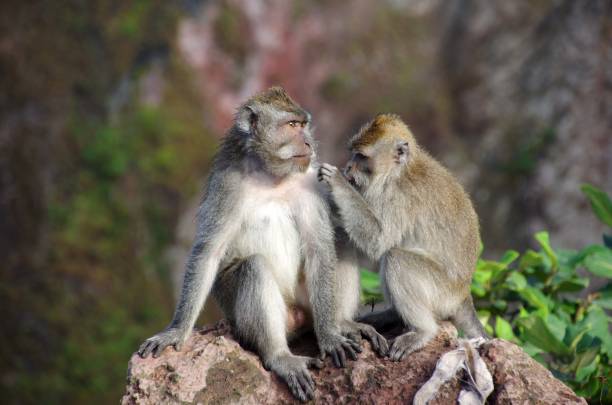 istock Monkeys at Mount Batur in Indonesia 1219245674