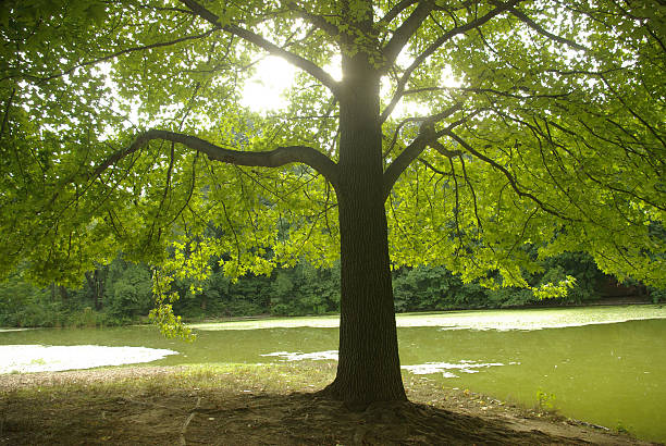 istock nature in the park with majestic maple tree 121924576